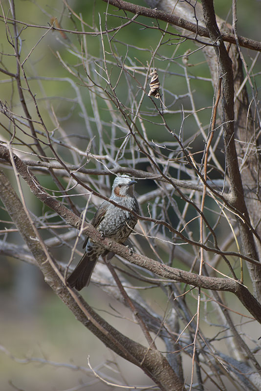 吉田公園の様子