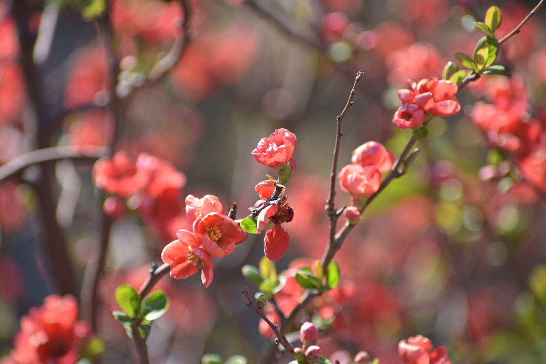 吉田公園の様子