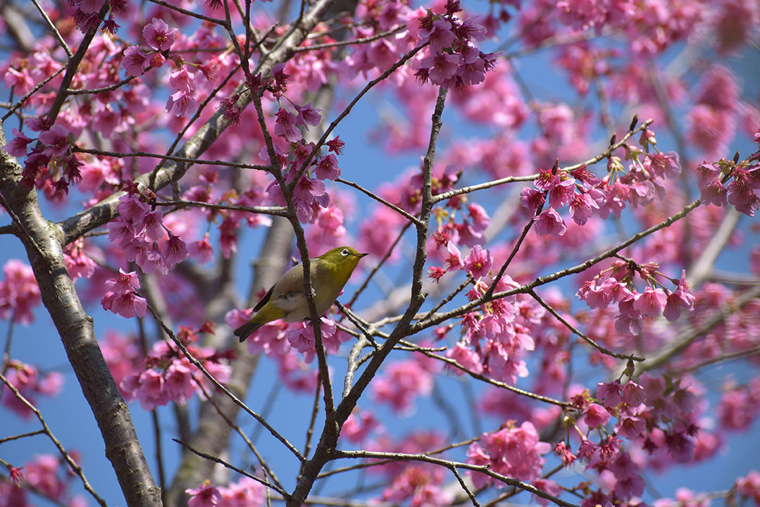 吉田公園の様子