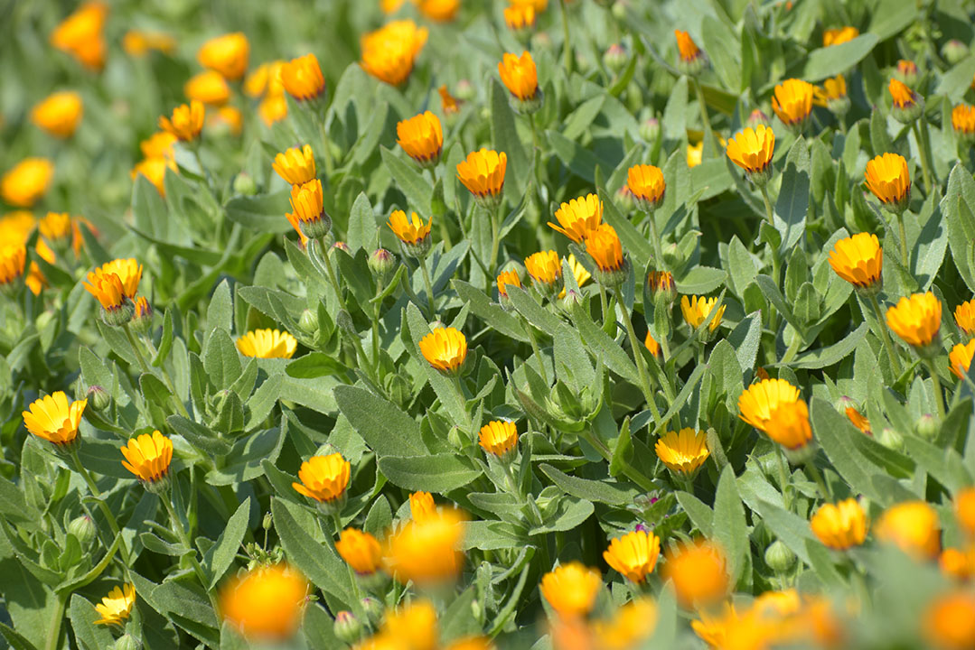 吉田公園の様子
