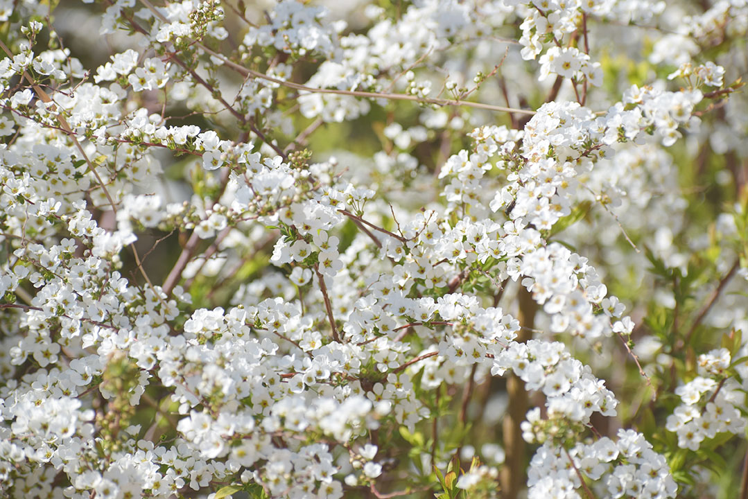 吉田公園の様子