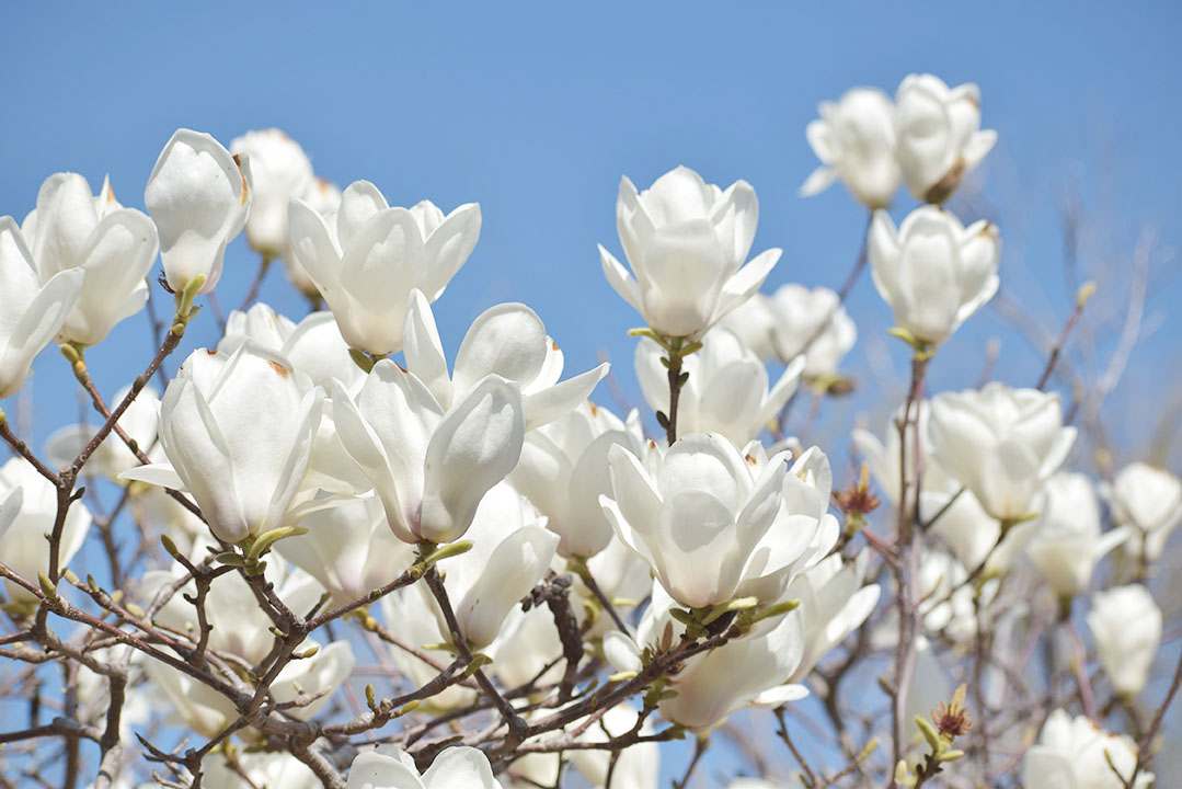 吉田公園の様子