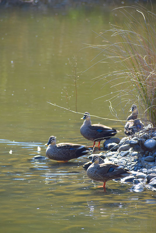 吉田公園の様子