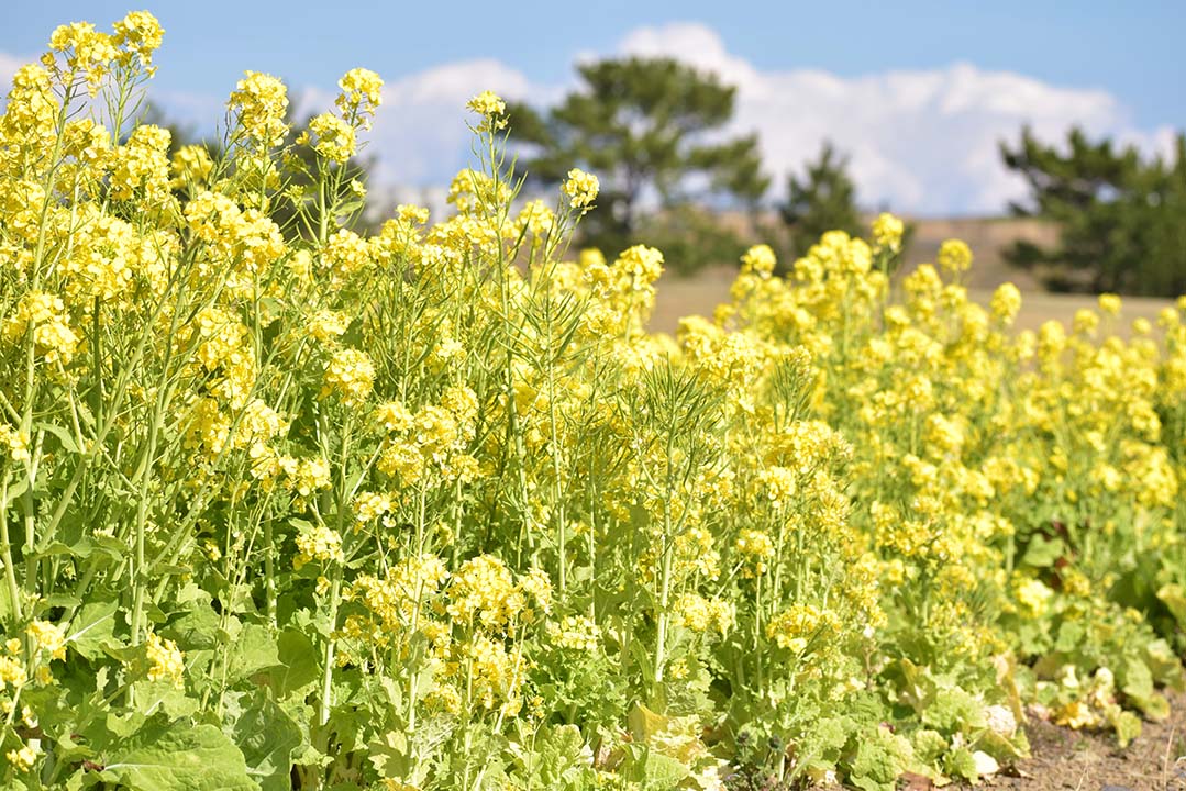 吉田公園の様子