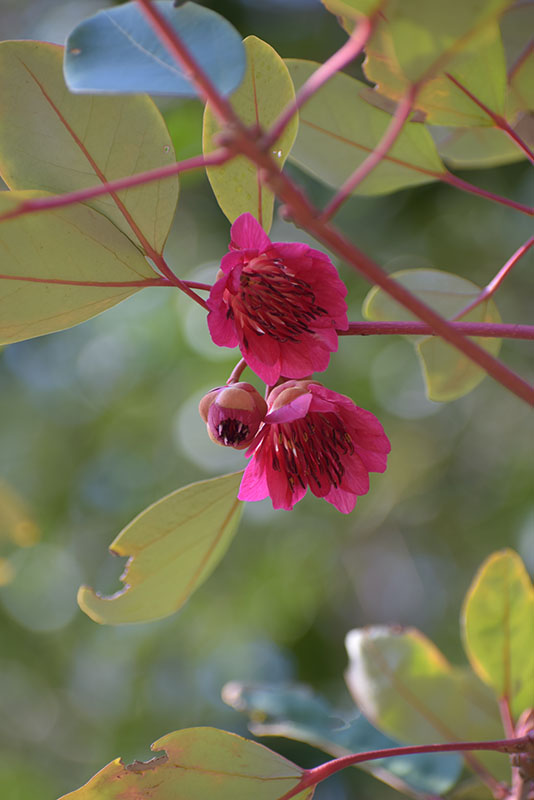 吉田公園の様子